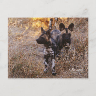 Cartão Postal Cartão-postal para cães selvagens