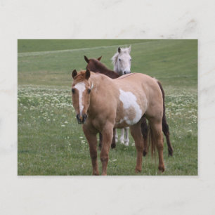 Cartão Postal Cartão-postal para cavalos no campo