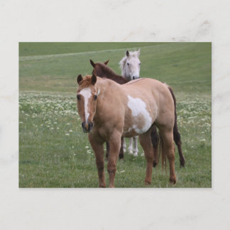 Cartão Postal Cartão-postal para cavalos no campo