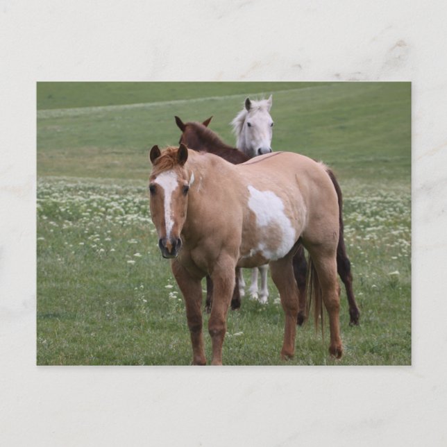 Cartão Postal Cartão-postal para cavalos no campo (Frente)