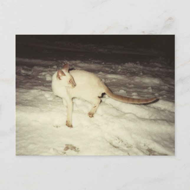 Cartão Postal Cartão-postal para gatos siameses (Frente)