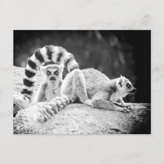 Cartão Postal Cartão-postal para Lemur de Altura Ring