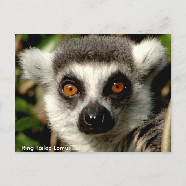 Cartão Postal Cartão-postal para Lemur de Altura Ring (Frente)