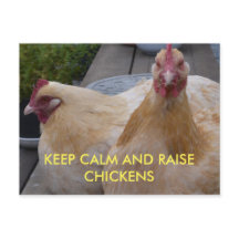 Cartão-postal para Manter Calmo e Levantar Galinha