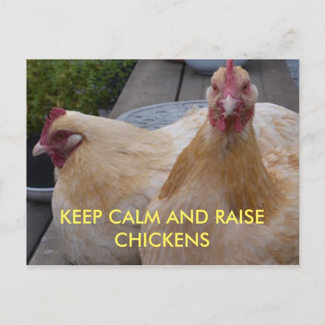 Cartão Postal Cartão-postal para Manter Calmo e Levantar Galinha (Frente)