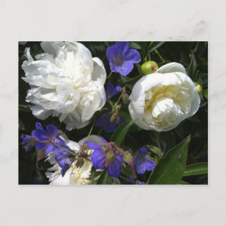 Cartão Postal Cartão-postal para Mestrados antigos