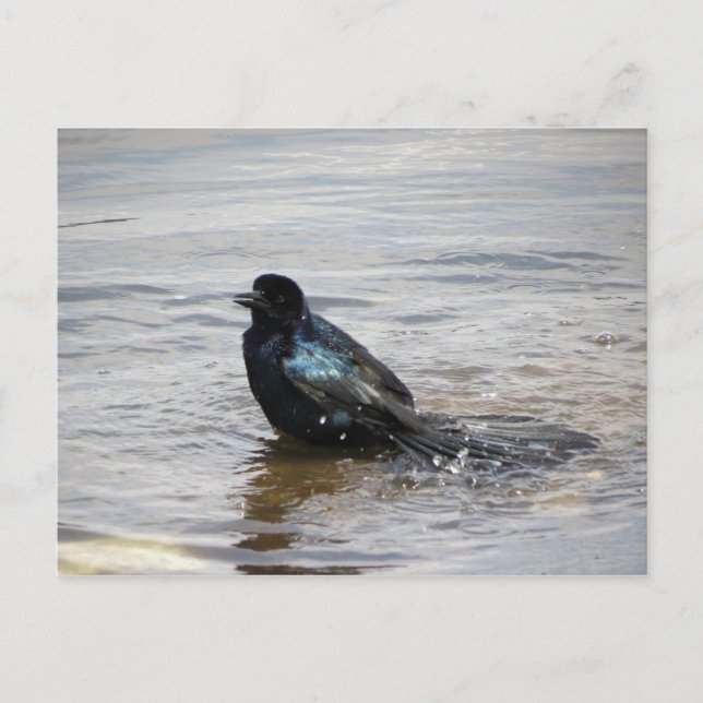 Cartão Postal Cartão-postal para o Banho-de-Nascimento (Frente)