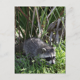 Cartão Postal Cartão-postal para o bebê Racoon