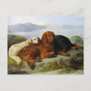 Cartão Postal Cartão-postal para o ouro Retriever, Irlandês e