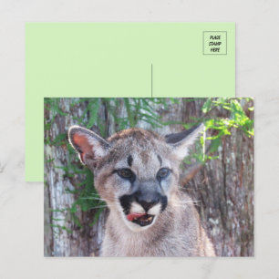 Cartão Postal Cartão-postal para o pequeno Cub