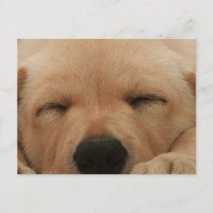 Cartão Postal Cartão-postal para o Retriever de Ouros de dormir