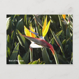 Cartão Postal Cartão-postal, Pássaro do Paraíso