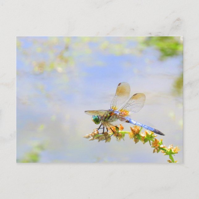 Cartão Postal Cartão-postal Pastel Dragonfly (Frente)