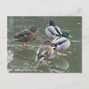 Cartão Postal Cartão-postal Patos no Ice DIY
