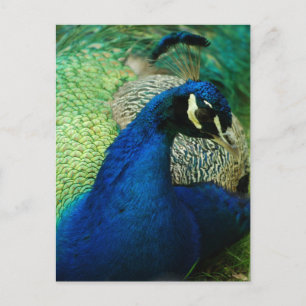 Cartão Postal Cartão-postal Pavão Azul