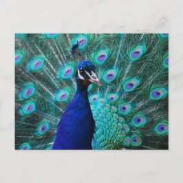 Cartão Postal Cartão-postal Pavão bonito