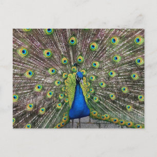 Cartão Postal Cartão-postal Pavão bonito