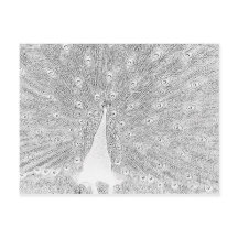 Cartão-postal - Pavão para Cor