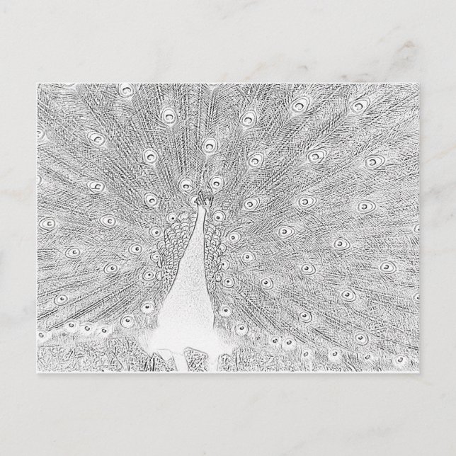 Cartão Postal Cartão-postal - Pavão para Cor (Frente)