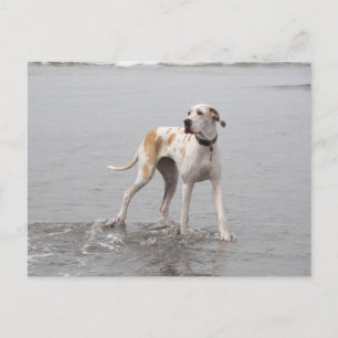 Cartão Postal Cartão-postal PDXDanes Fynn 2011