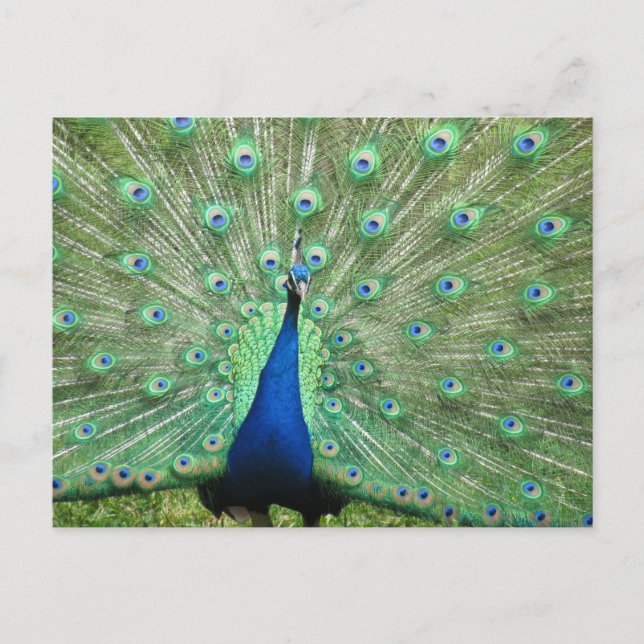 Cartão Postal Cartão-postal - Peacock com cauda torcida (Frente)