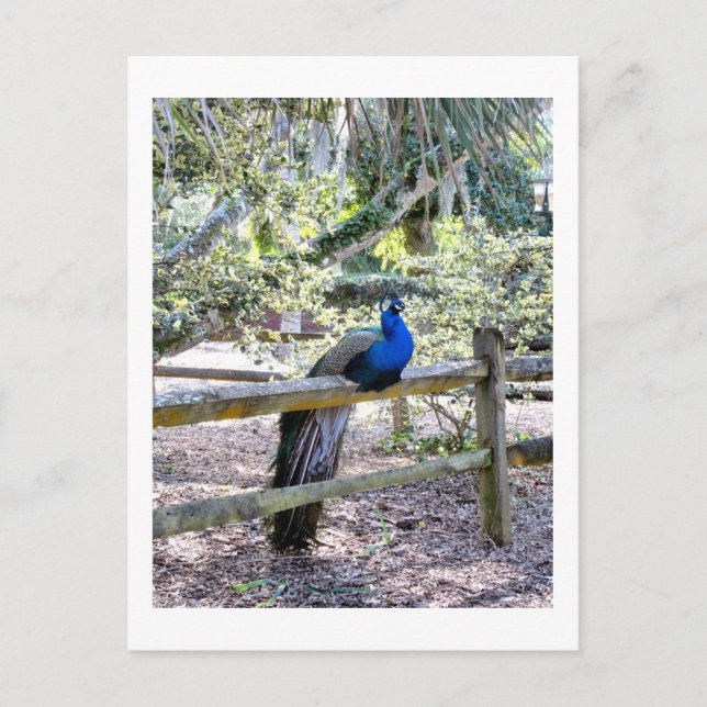 Cartão Postal Cartão-postal Peacock para Repouso (Frente)