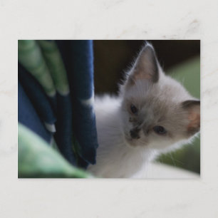 Cartão Postal Cartão-postal Peek-a-Boo Kitten