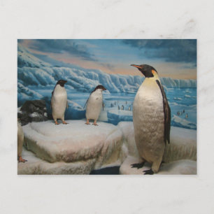 Cartão Postal Cartão-postal Penguin