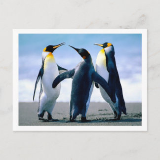 Cartão Postal Cartão-postal Penguins