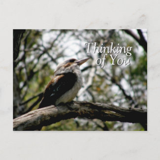 Cartão Postal Cartão-postal Pensamentos Kookaburra