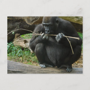 Cartão Postal Cartão-postal Pensive Gorilla