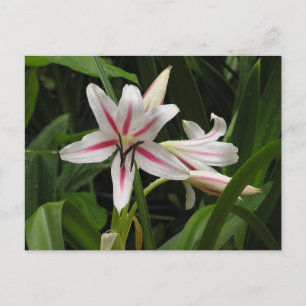Cartão Postal Cartão-postal Pepperminto Crinum Lily