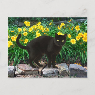 Cartão Postal Cartão-postal "Pequeno Urso"