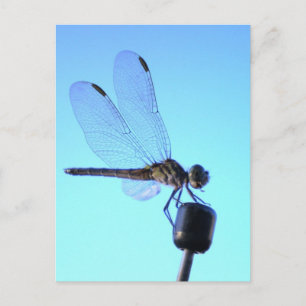 Cartão Postal Cartão-postal perfurado por Dragonfly