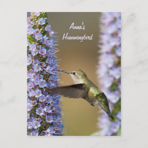 Cartão Postal Cartão-postal personalizado da flor do Hummingbir