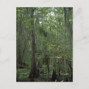 Cartão Postal Cartão-postal Personalizado da Louisiana para Sere