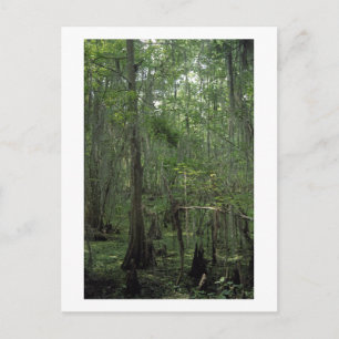 Cartão Postal Cartão-postal Personalizado da Louisiana para Sere
