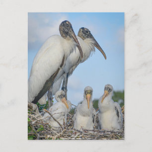 Cartão Postal Cartão-postal Personalizado "Família Stork"