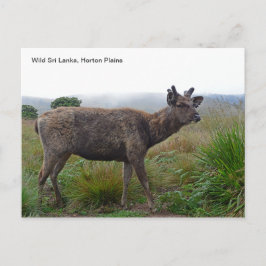 Cartão Postal Cartão-postal personalizável com um veado Sambar