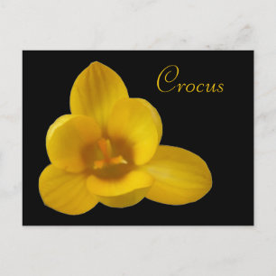 Cartão Postal Cartão-postal Personalizável Crocus Amarelo