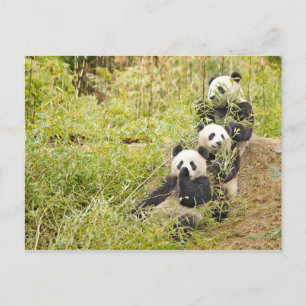 Cartão Postal Cartão-postal Personalizável para Três Cubos Pa