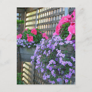 Cartão Postal Cartão-postal Petunia e Bacopa