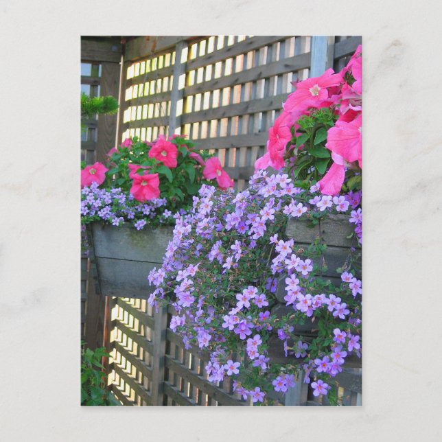 Cartão Postal Cartão-postal Petunia e Bacopa (Frente)