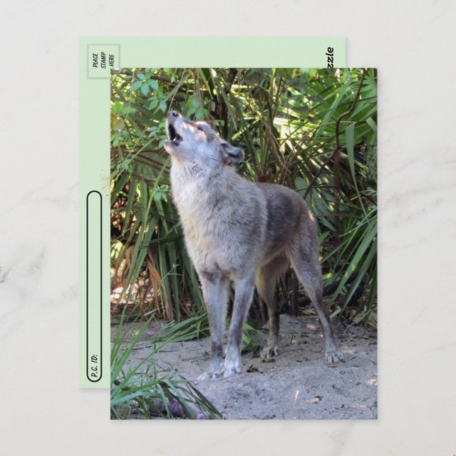 Cartão Postal Cartão-postal Pic de Howling Wolf (Frente/Verso)