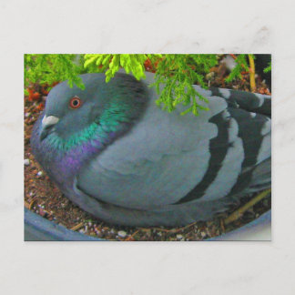 Cartão Postal Cartão-postal Pigeon