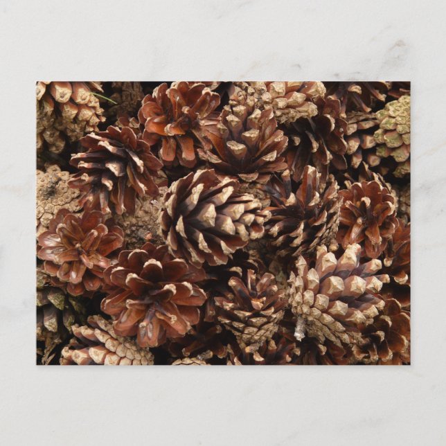 Cartão Postal Cartão-postal Pine Cones (Frente)
