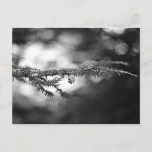 Cartão Postal Cartão-postal Pinecone primavera Hope