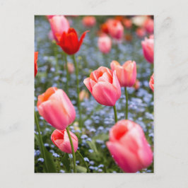 Cartão Postal Cartão-postal Pink Amsterdam Springtime Tulips