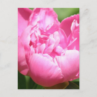 Cartão Postal Cartão-postal Pink Peony