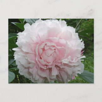 Cartão Postal Cartão-postal Pink Peony